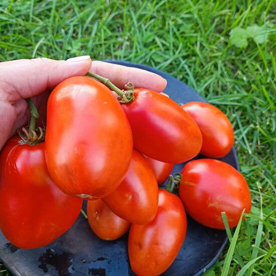 Minusinskas Alonka ( 10 tomātu sēklas)